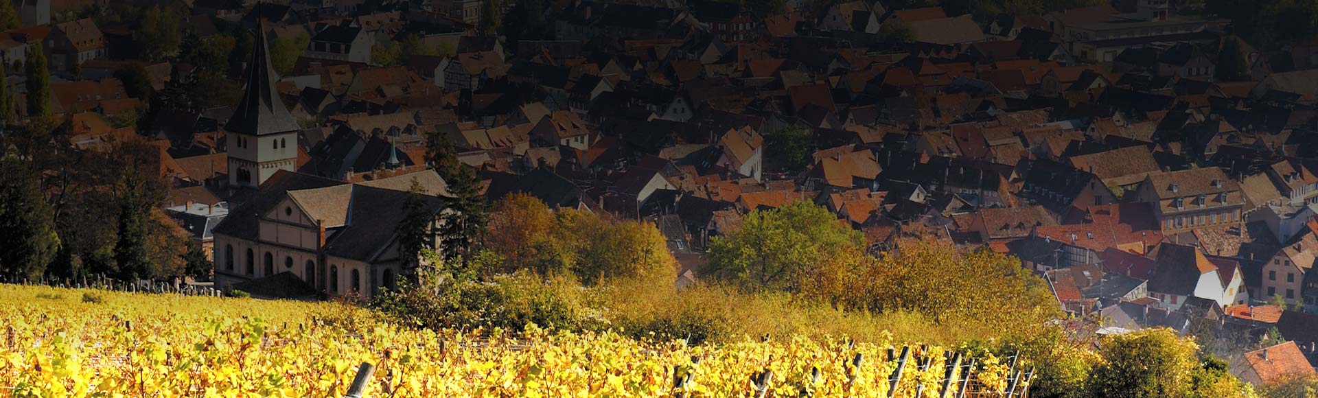 30 hectares de vignes,  6 générations d’artisans de la terre,  amoureux du vin